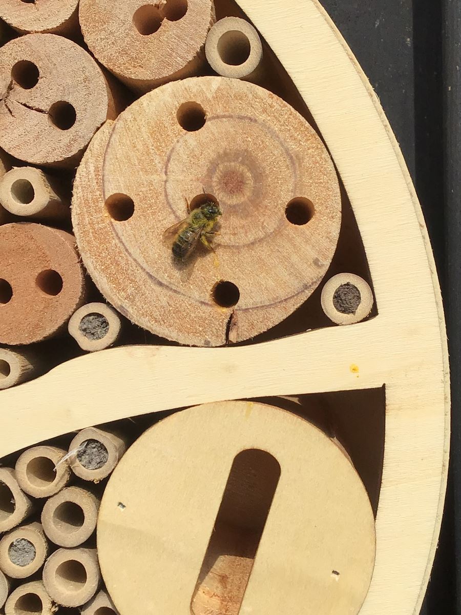 Bij- en insectenhotel