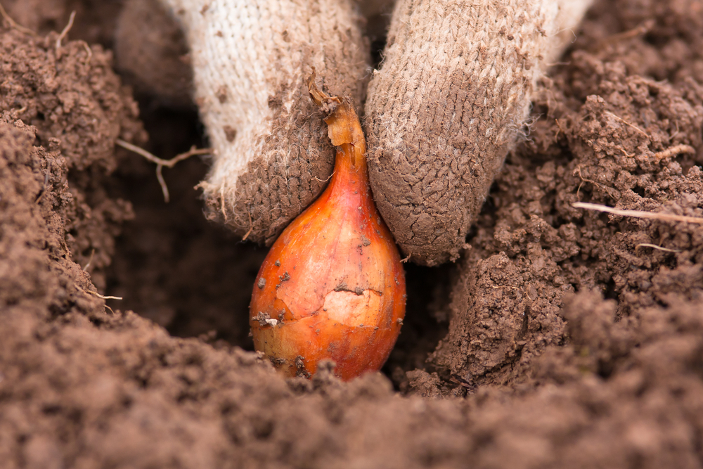 Bollen planten