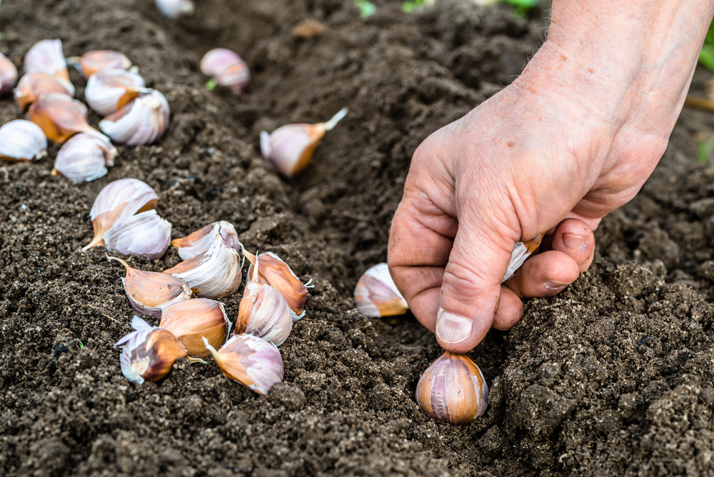 knoflook planten