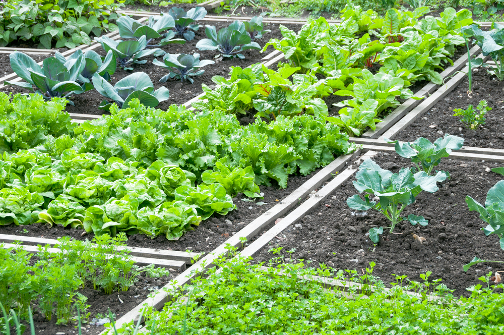 wisselteelt rotatieteelt moestuin