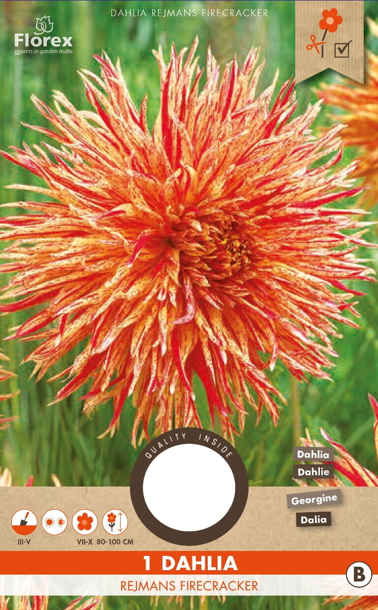 Dahlia Rejmans Firecracker I