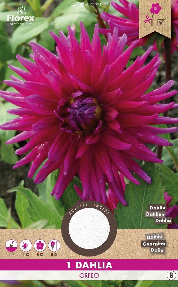 Dahlia Cactus Orfeo 1st.