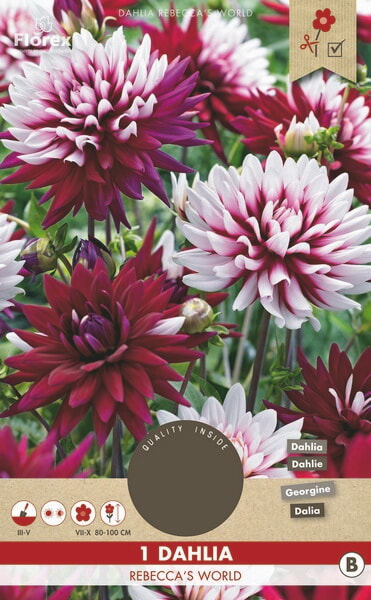 Dahlia Cactus Rebecca's World Colorchanging 1st.