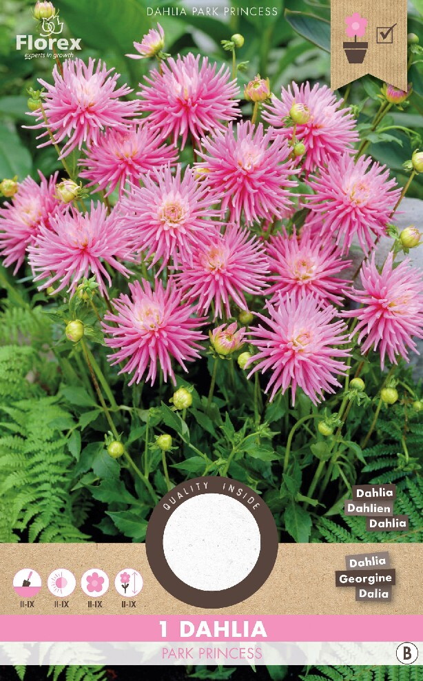 Dahlia Cactus Park Princess Roze 1st.