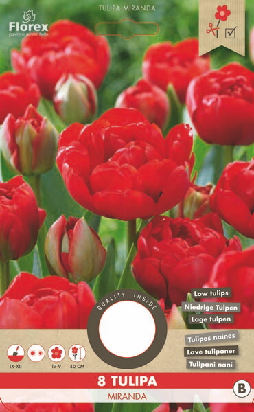 Tulp Viking Miranda 11/12 8st.