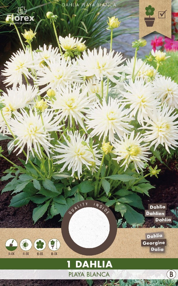 Dahlia Cactus Park Playa Blanca 1st.