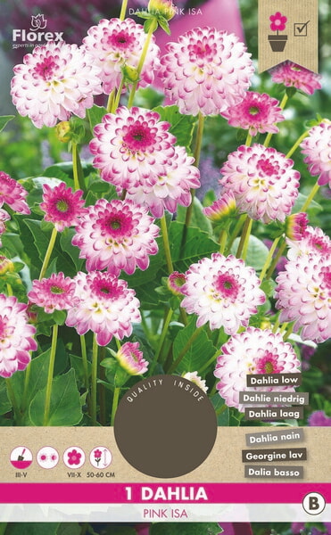 Dahlia Cactus Park Pink Isa 1st.