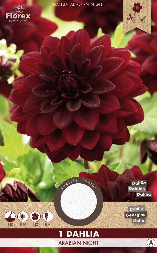 Dahlia Decoratief Arabian Night 1st.
