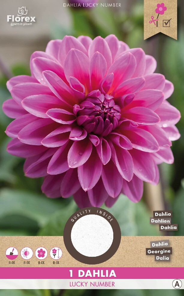 Dahlia Decoratief Lucky Number 1st.