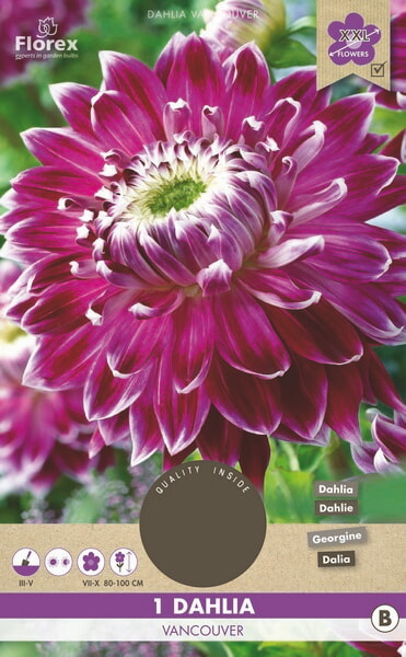 Dahlia Dinnerplate Vancouver XXL 1st.