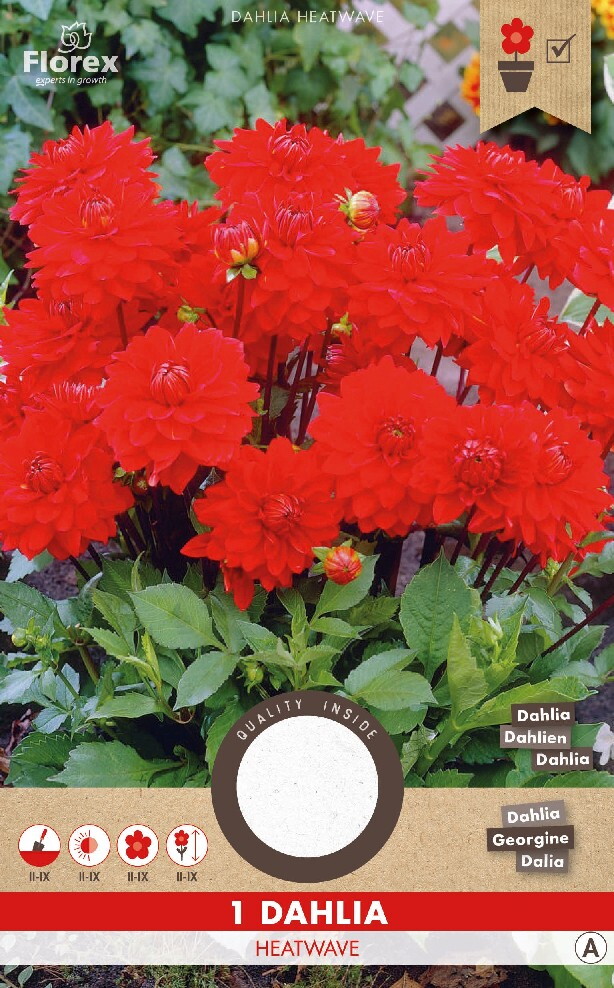 Dahlia Decoratief Park Heatwave Rood 1st.