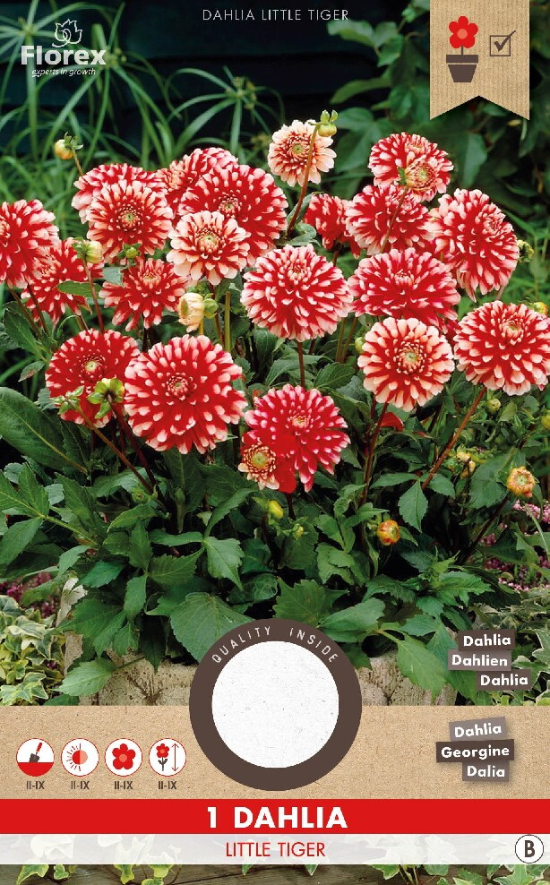 Dahlia Decoratief Park Little Tiger Rood-Wit 1st.
