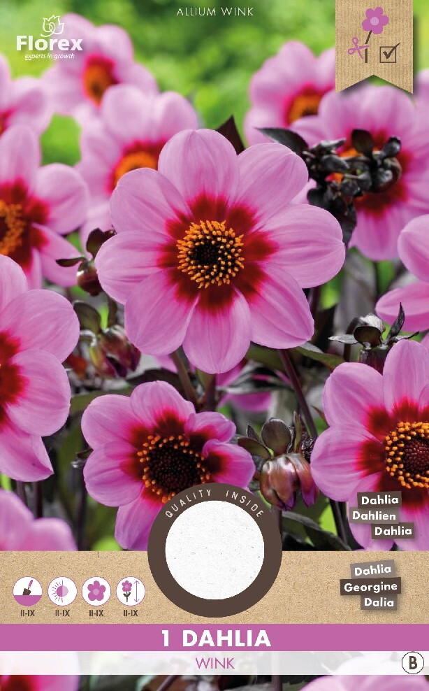 Dahlia Mignon Happy Single Wink Rose 1st.