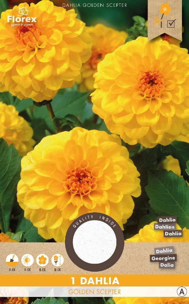 Dahlia Pompon Golden Scepter 1st.