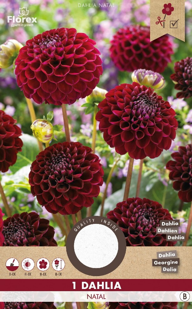 Dahlia Pompon Natal Rood 1st.