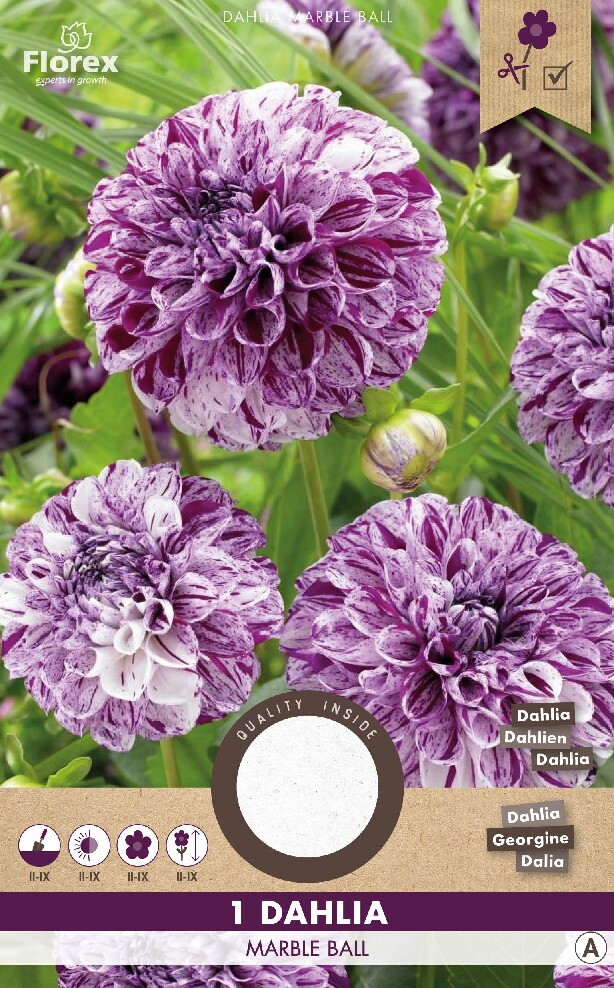 Dahlia Pompon Marble Ball Paars 1st.