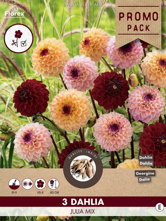 Dahlia Pompon Julia Mix 3st.