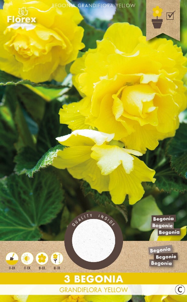 Begonia Dubbel Geel 3st.