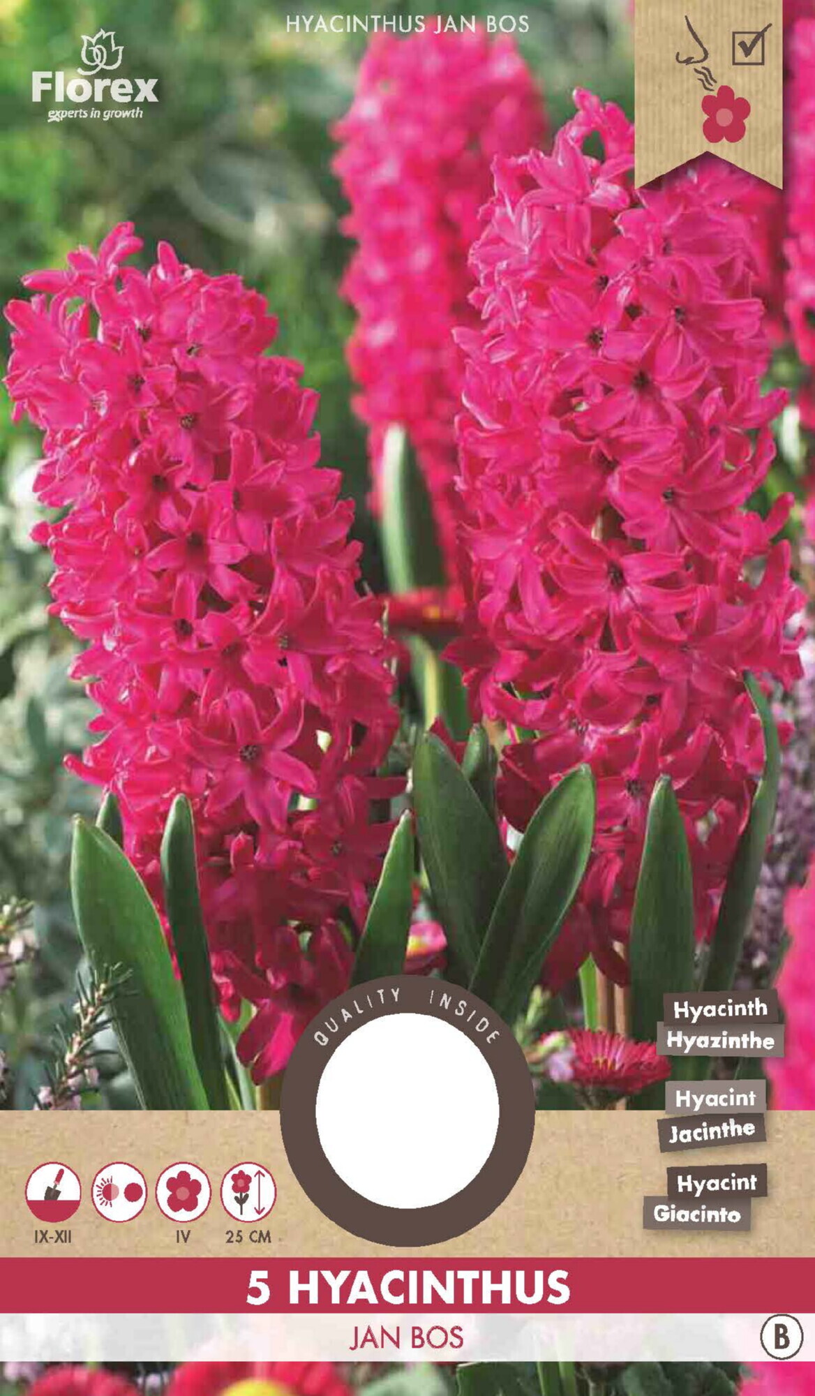 Hyacinth Jan Bos 15/16 5st.