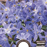 Sneeuwroem Chionodoxa Luciliae 5/6 30st.