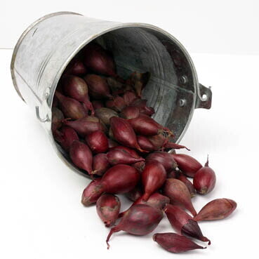 Plantuien Bio Red Baron 250gr