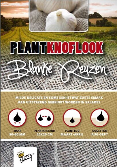 Plantknoflook Blanke Reuzen 5st