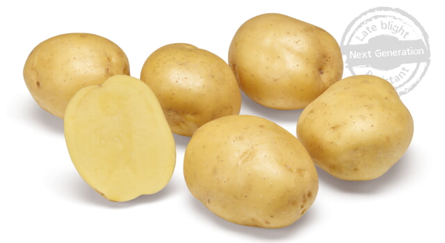 Pootaardappel Bio Twister 1 Kg