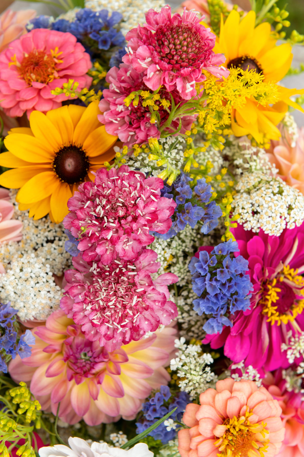 Zomerbollen voortrekken (zoals dahlia's)