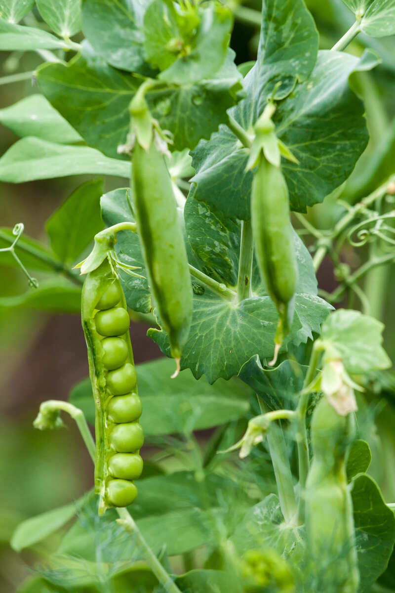Tuinbonen zaaien
