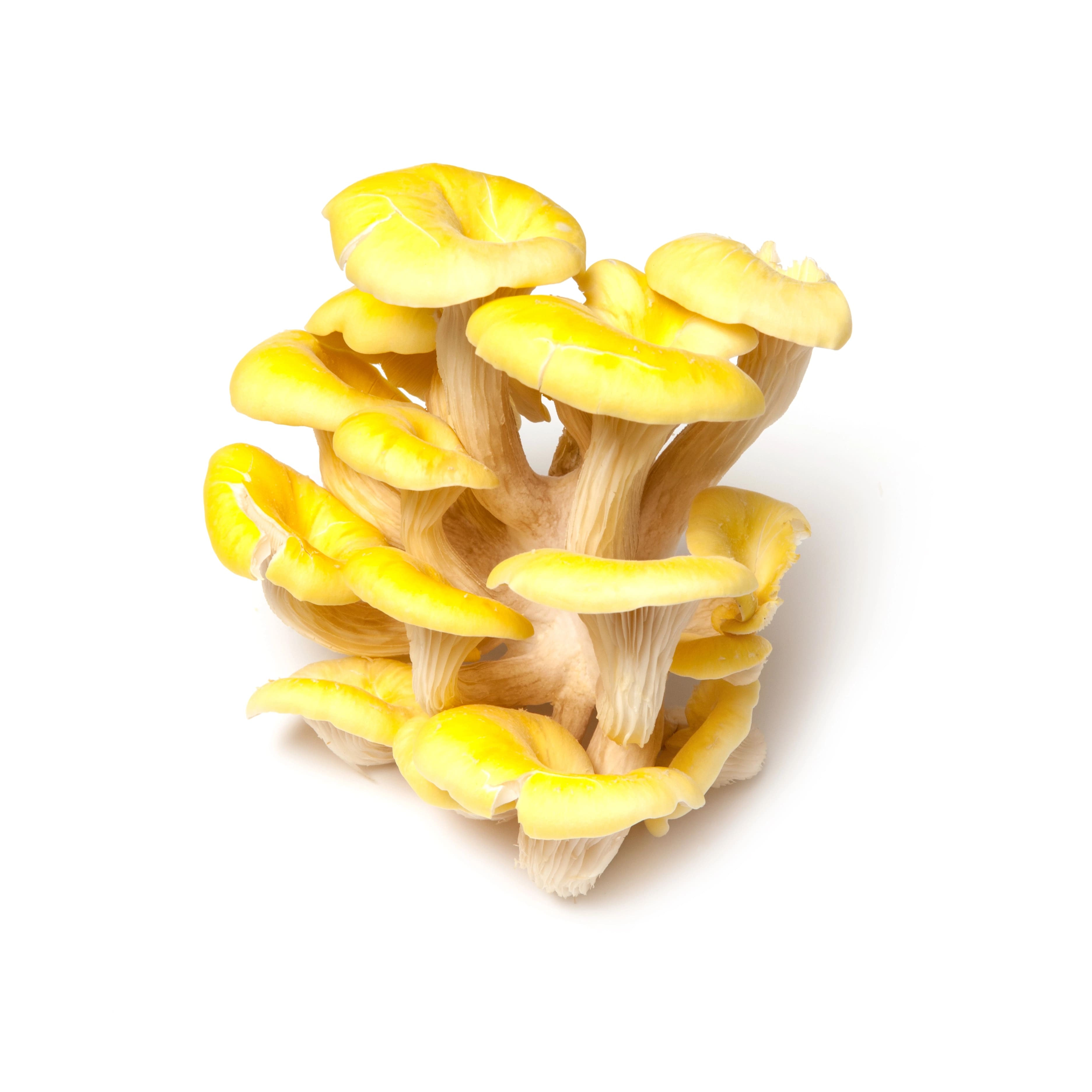 oogst je eigen paddenstoelen
