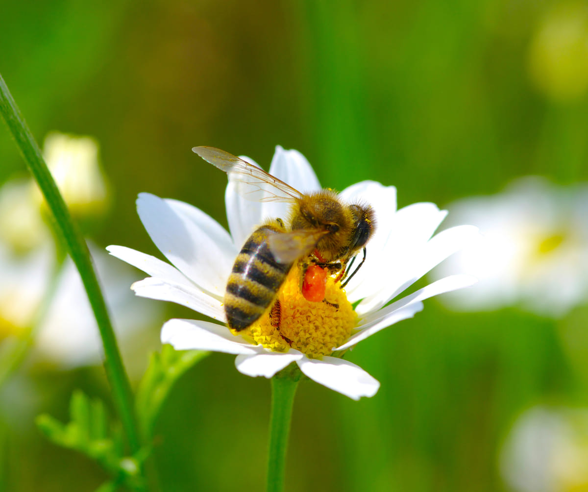 Bijen en vlinders in je tuin zo doe je dat