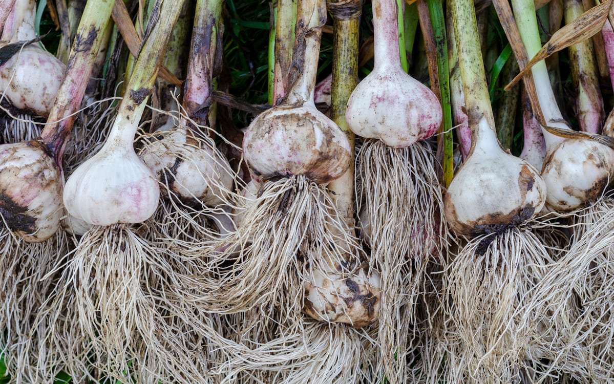 Lekker lui? Plant knoflook & ui!