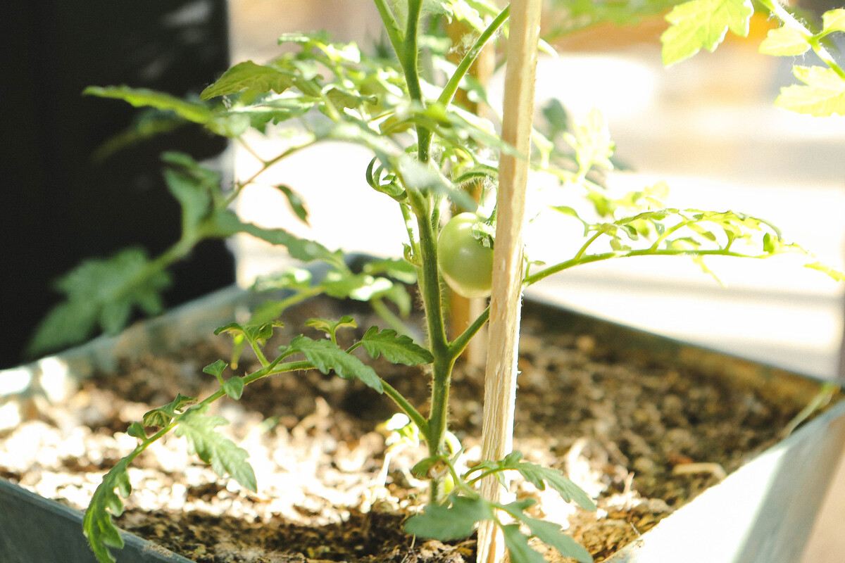 Fruit beschermen, planten steunen & automatisch watergeven