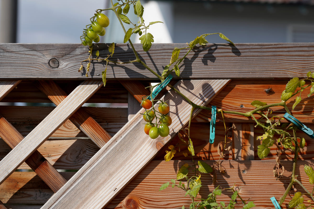 tomaten steunen