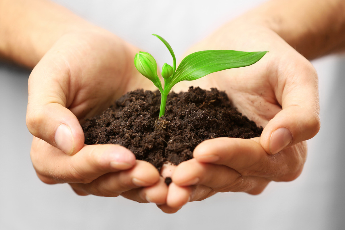Biologische zaden, wat houdt dat precies in?