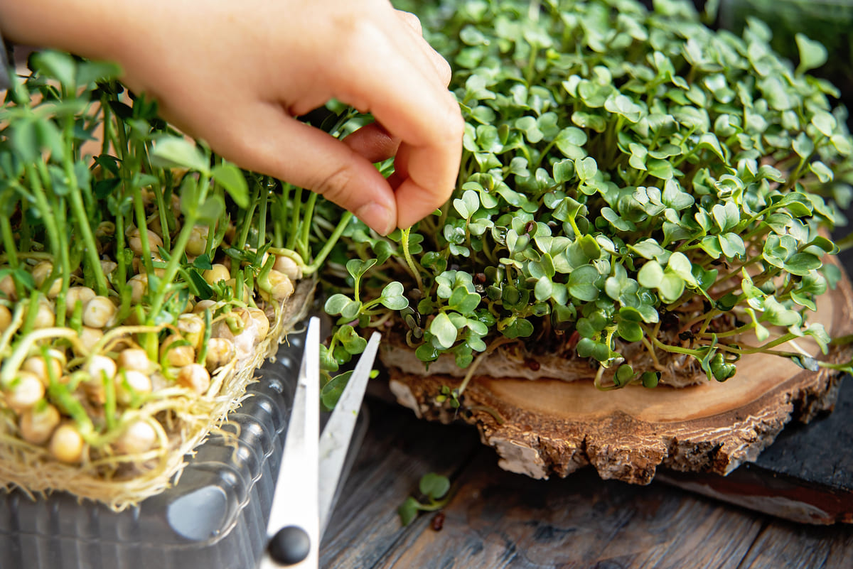 wat zijn microgreens