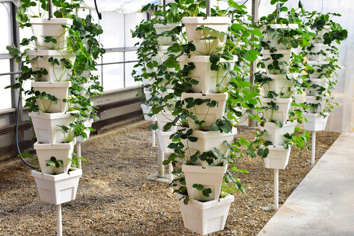 verticale moestuin