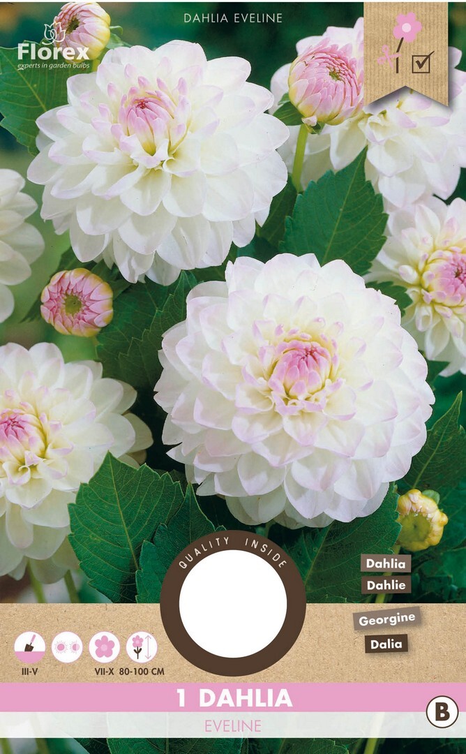 Dahlia Pompon Eveline 1 stuks