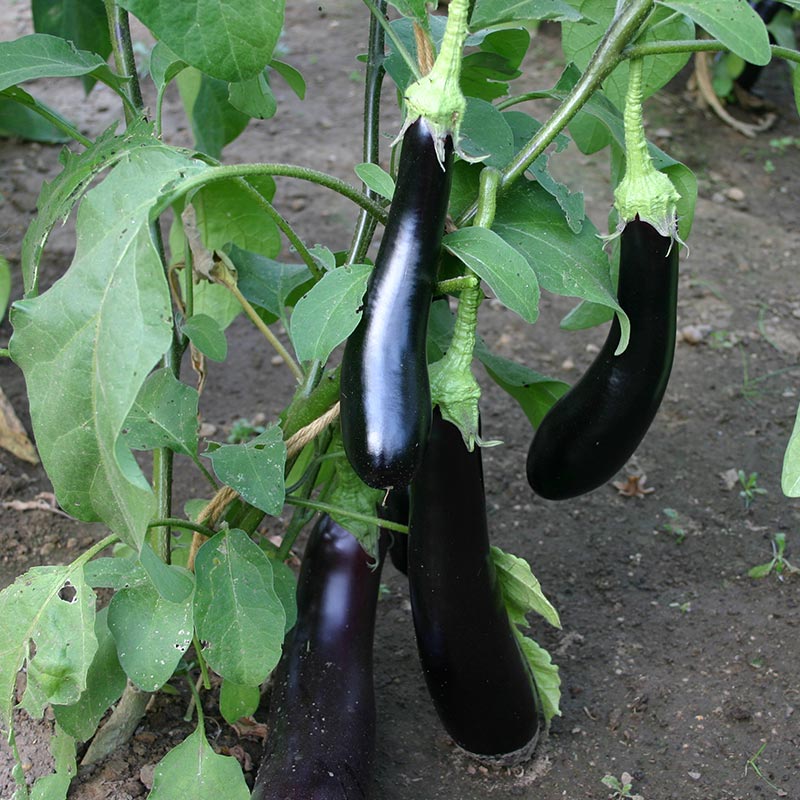 Bolster Aubergine Zaden Violetta Lunga 3