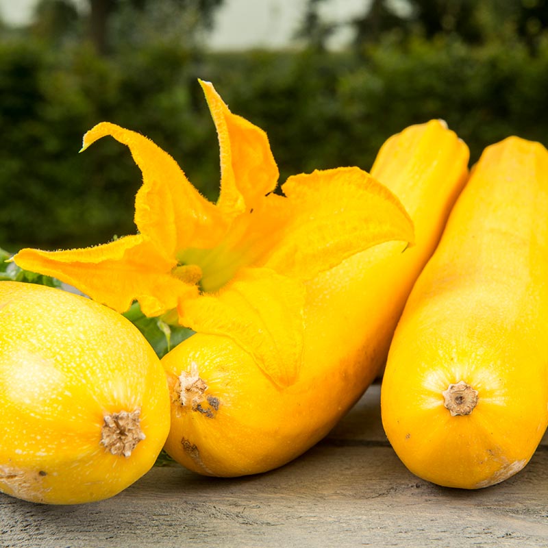 Bolster Courgette Zaden Ola Gabriella F1
