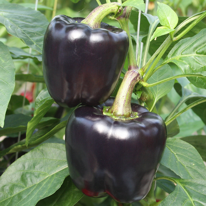 Bolster Blokpaprika Zaden Lilo F1