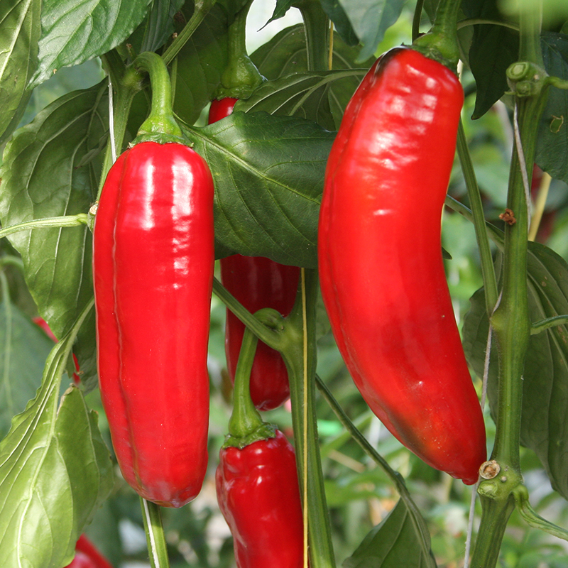 Bolster Zoetpuntpaprika Zaden Xaro
