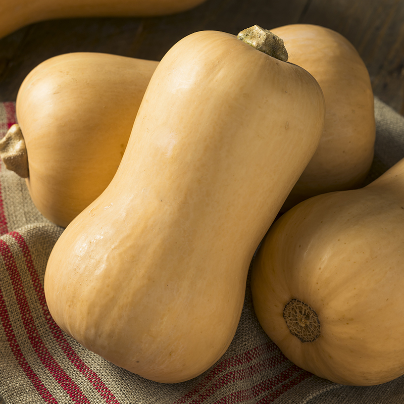 Bolster Flespompoen Zaden Butternut