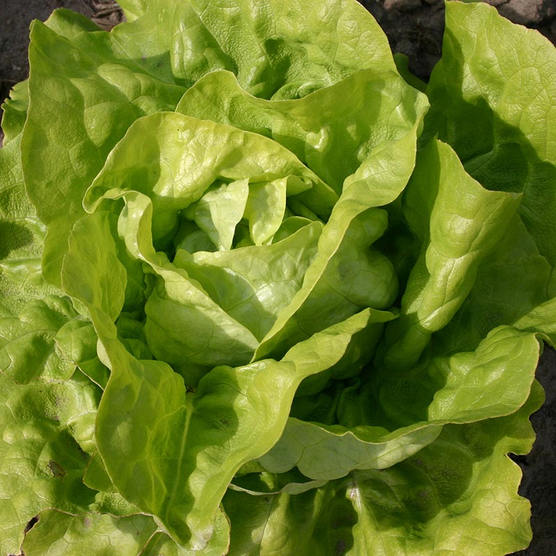 Bolster Kropsla Zaden Twellose Gele