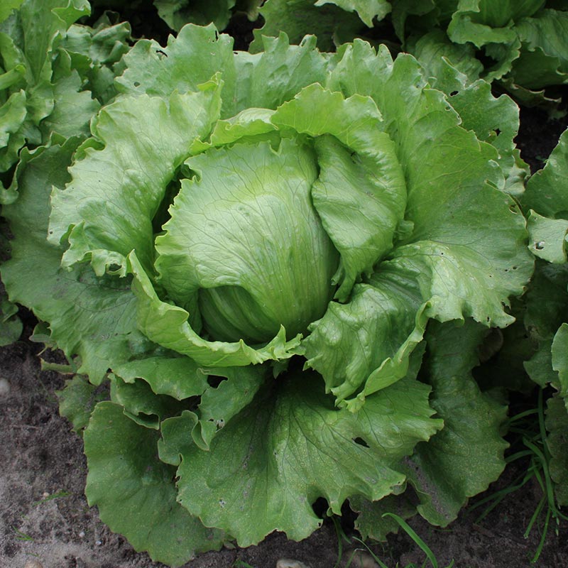 Bolster IJsbergsla Zaden Saladin