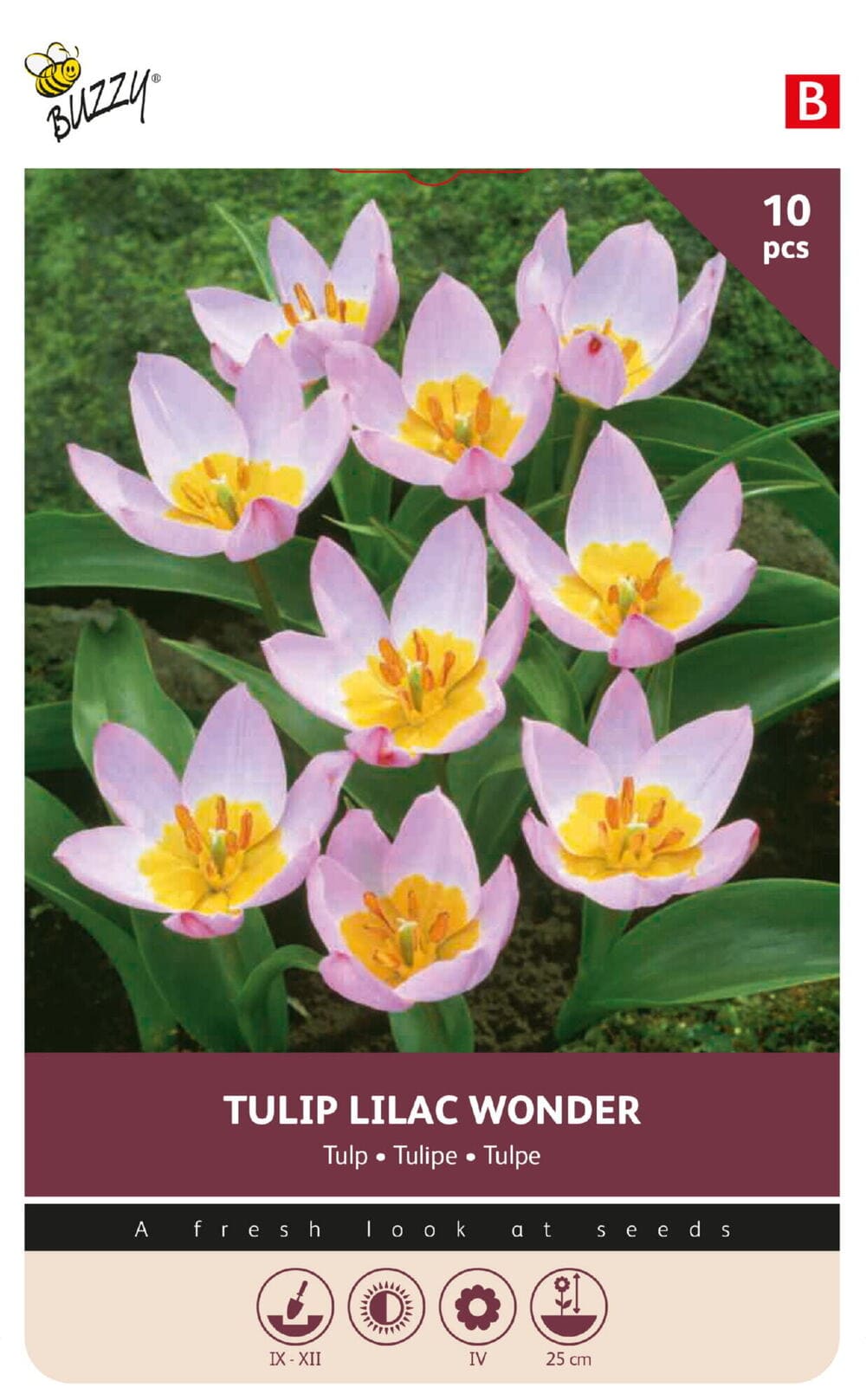 Tulpenbollen Lilac Wonder 10st.