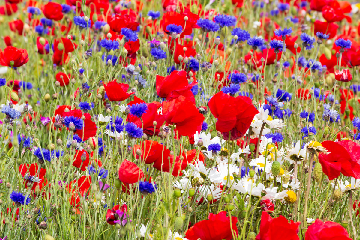 Bloemzaden