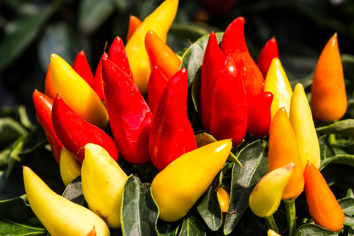 Pepers kweken in 5 simpele stappen