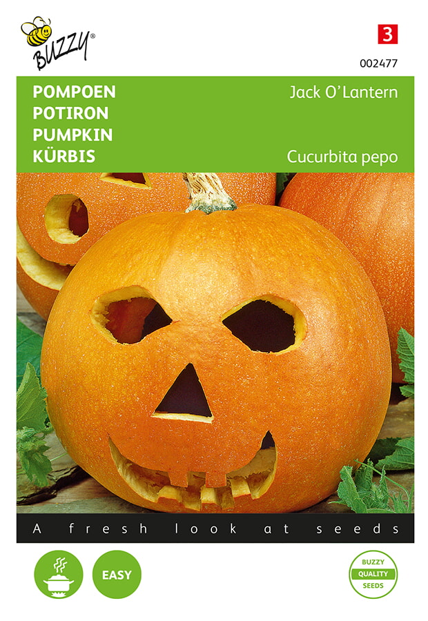 Buzzy Pompoen Zaden Jack O Lantern